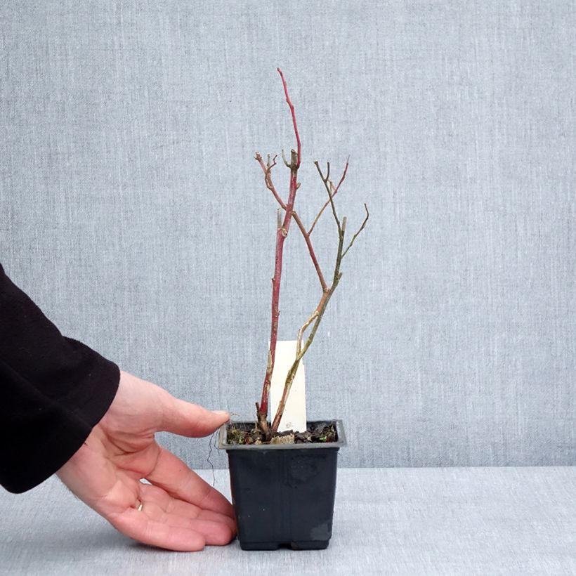 Mirtillo gigante americano - Goldtraube Vasetto da 8/9 cm esemplare consegnato in inverno