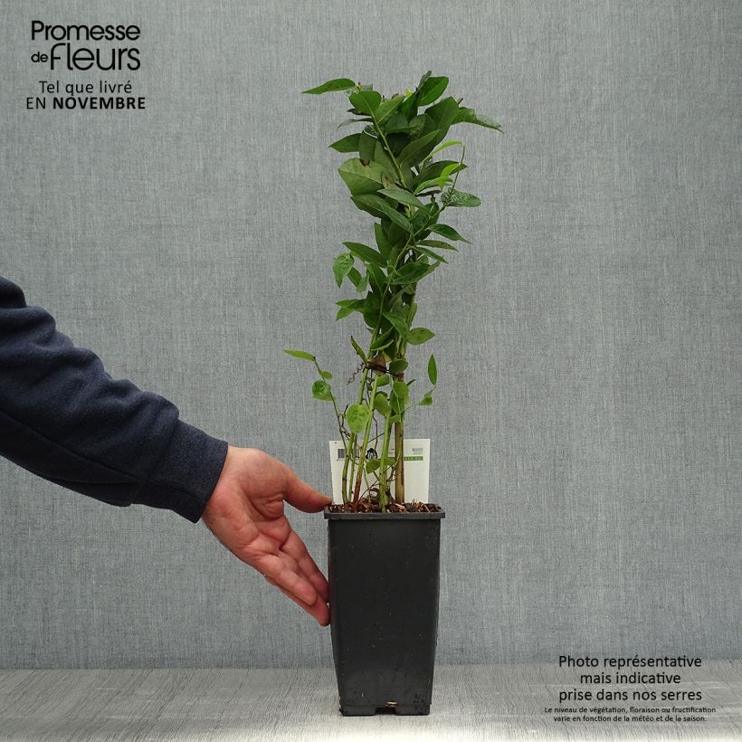 Esemplare di Mirtillo gigante americano - Blue Crop Vaso da 1,5L/2L, A cespuglio come consegnato in autunno