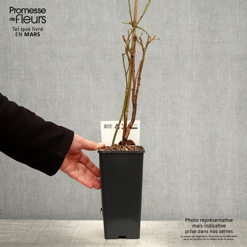 Mirtillo gigante americano - Blue Crop Vaso da 1,5L/2L, A cespuglio esemplare consegnato in primavera