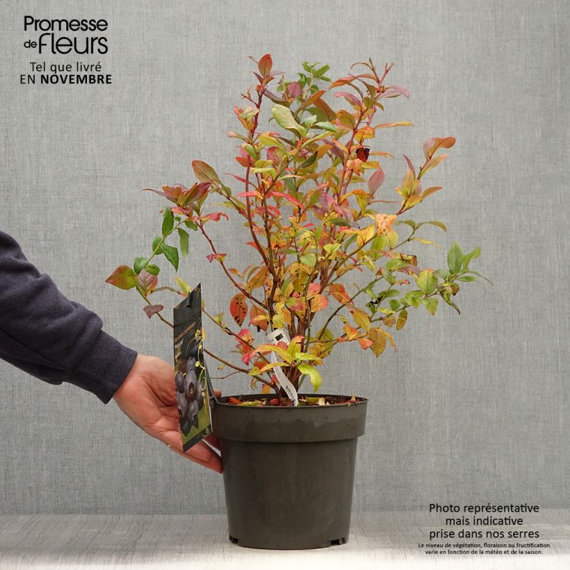 Esemplare di Mirtillo gigante americano - Blue Crop Vaso da 4L/5L come consegnato in autunno