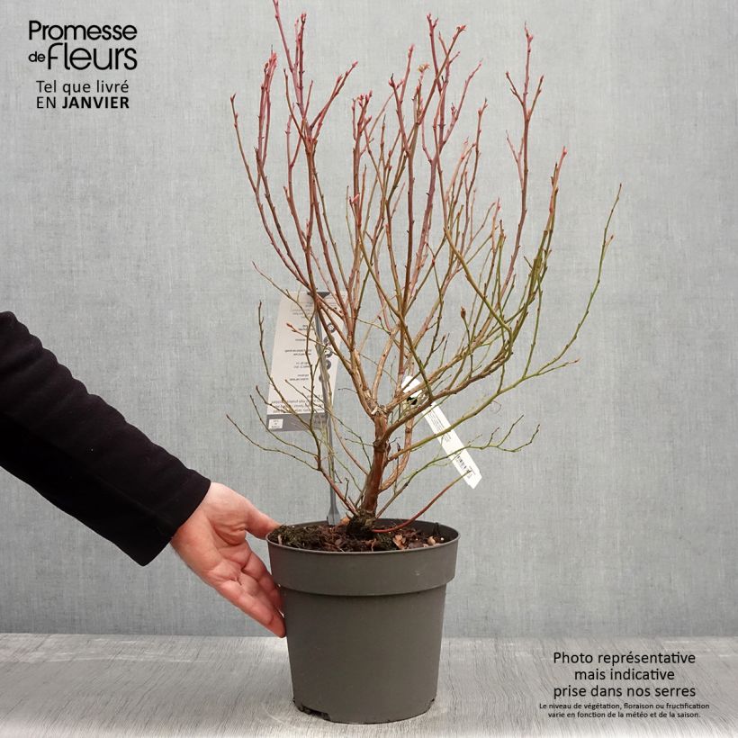 Mirtillo gigante americano - Blue Crop Vaso da 4L/5L esemplare consegnato in inverno