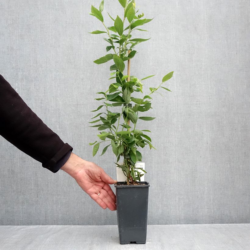 Esemplare di Mirtillo gigante americano - Blue Dessert Vaso da 1,5L/2L, A cespuglio come consegnato in autunno