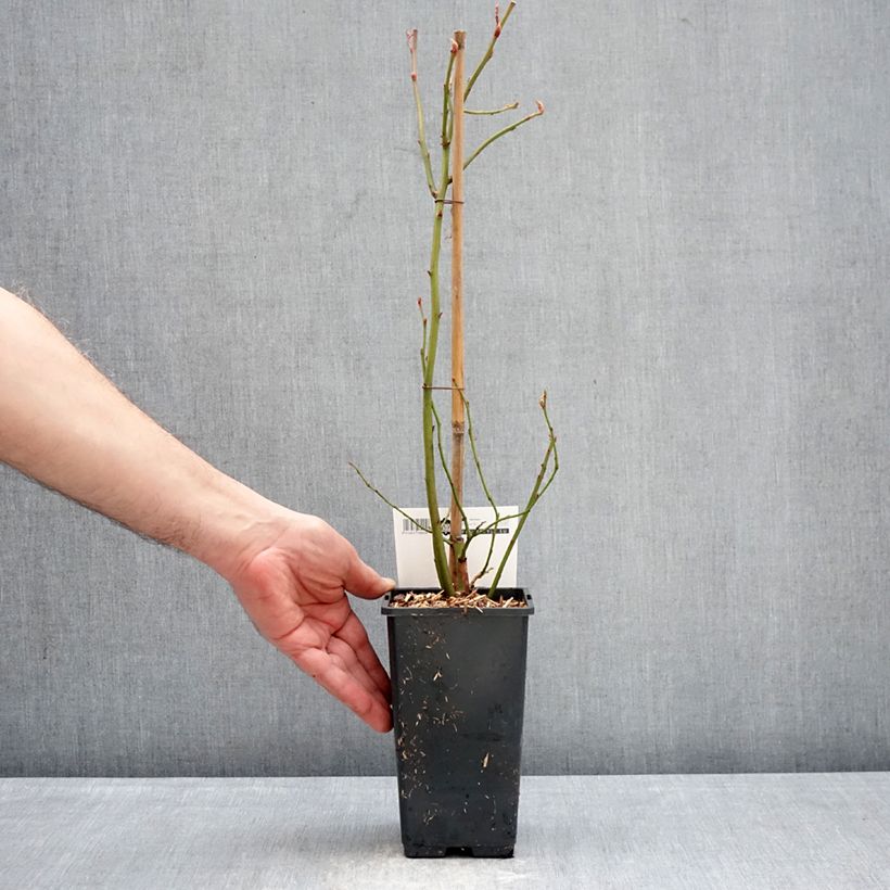 Mirtillo gigante americano - Blue Dessert Vaso da 1,5L/2L, A cespuglio esemplare consegnato in inverno