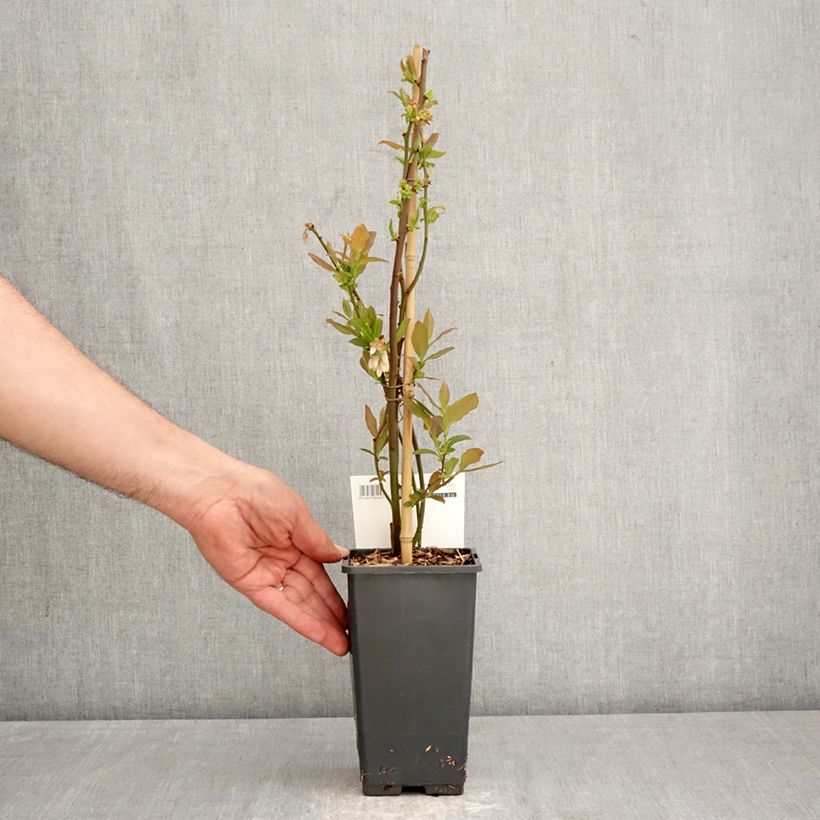 Mirtillo gigante americano - Blue Dessert Vaso da 1,5L/2L, A cespuglio esemplare consegnato in primavera