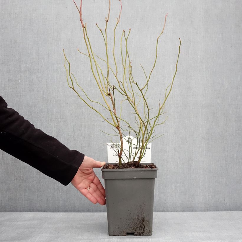 Mirtillo gigante americano - Blue Dessert Vaso da 3L/4L, Multifusto esemplare consegnato in inverno