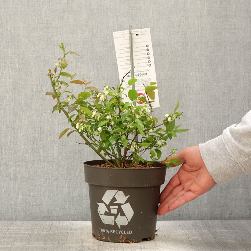 Mirtillo gigante americano - Blue Dessert Vaso da 3L/4L, Multifusto esemplare consegnato in primavera