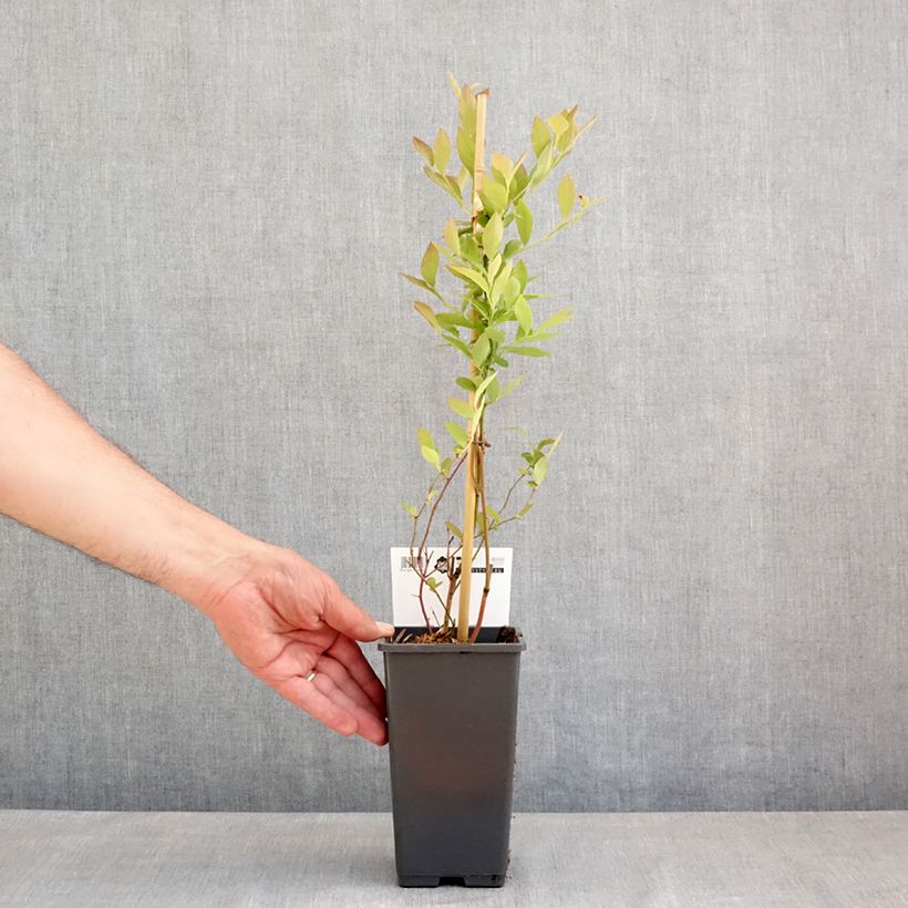 Mirtillo gigante americano - Blue Roma 'Blueroma' Vaso da 3L/4L, Multifusto esemplare consegnato in primavera