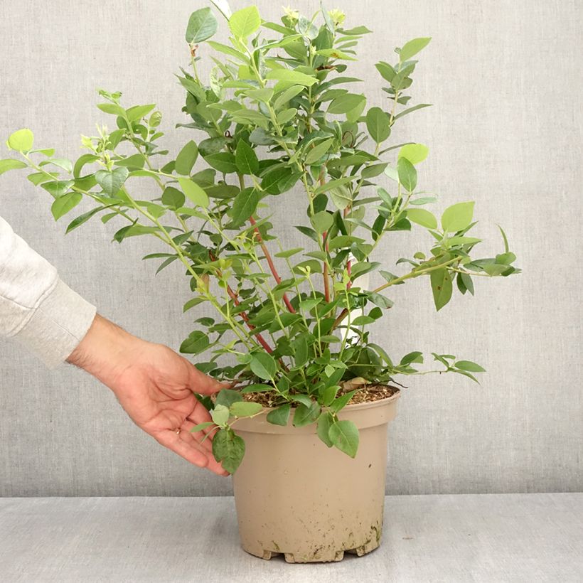 Esemplare di Vaccinium corymbosum Blue Suede Vaso da 4L/5L, A cespuglio come consegnato in autunno