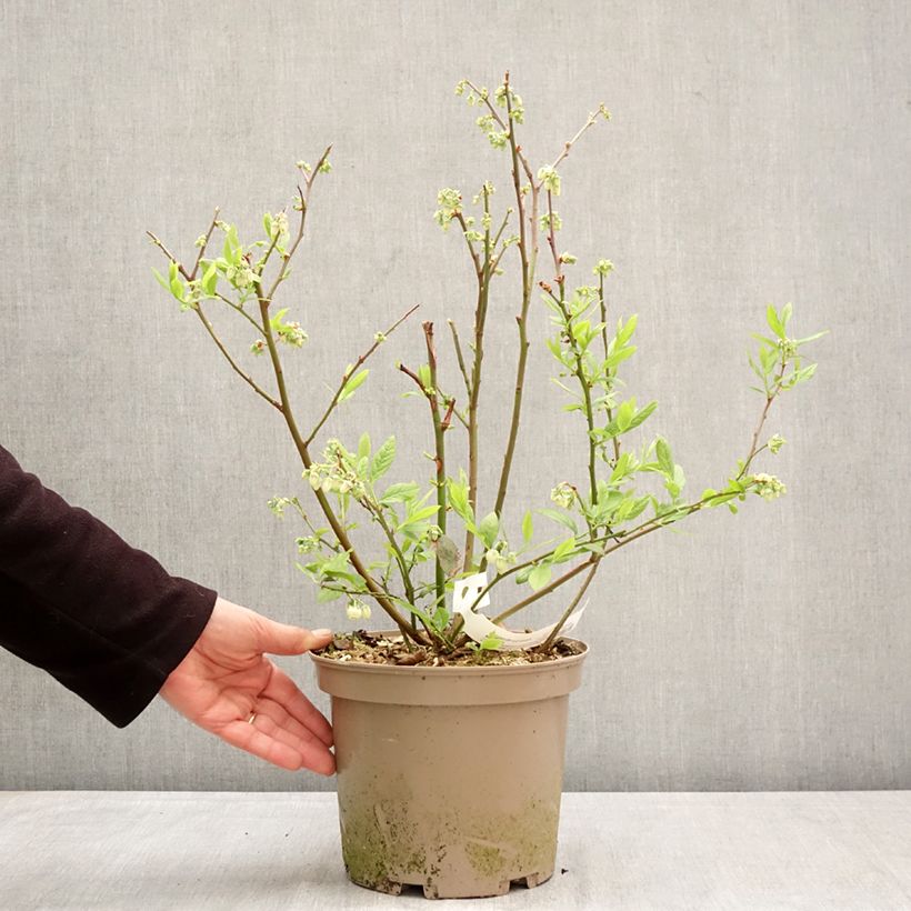 Vaccinium corymbosum Blue Suede Vaso da 4L/5L, A cespuglio esemplare consegnato in primavera
