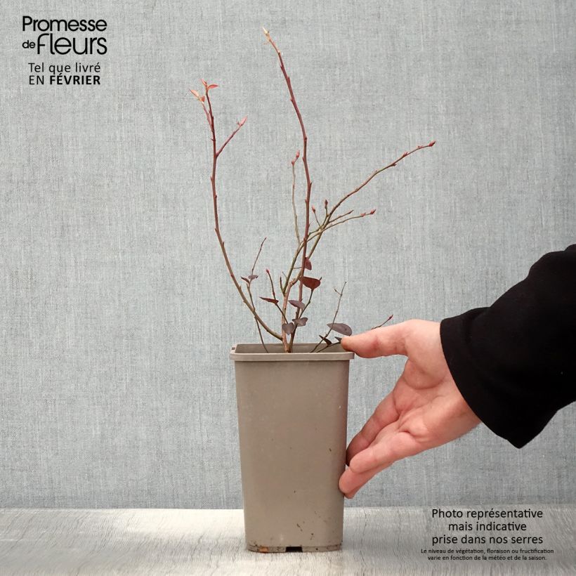 Mirtillo gigante americano - Blues Brothers Vaso da 1,5L/2L esemplare consegnato in inverno