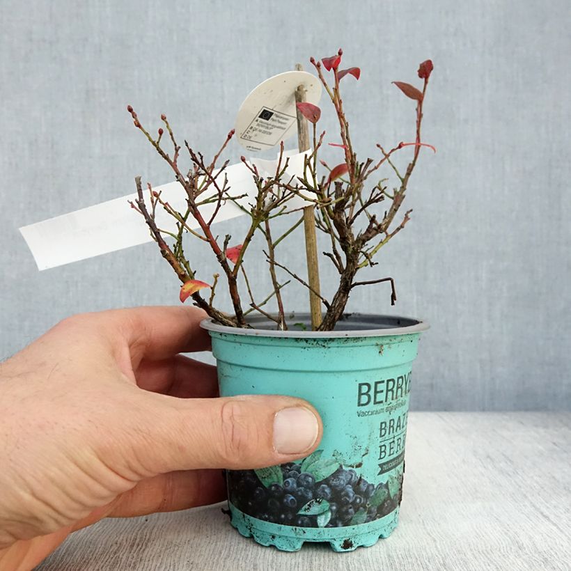 Esemplare di Vaccinium angustifolium Brazelberry Berrybux - Mirtillo Vaso da Ø 10 cm/11 cm come consegnato in autunno