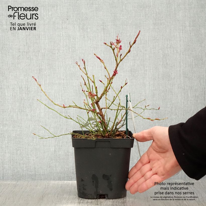 Mirtillo gigante americano - Cabernet Splash 'VacBri1' Vaso da 2L/3L, A cespuglio esemplare consegnato in inverno