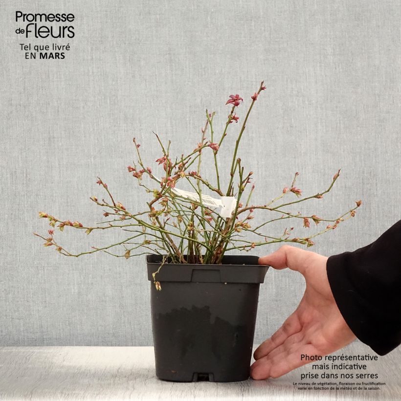 Mirtillo gigante americano - Cabernet Splash 'VacBri1' Vaso da 2L/3L, A cespuglio esemplare consegnato in primavera