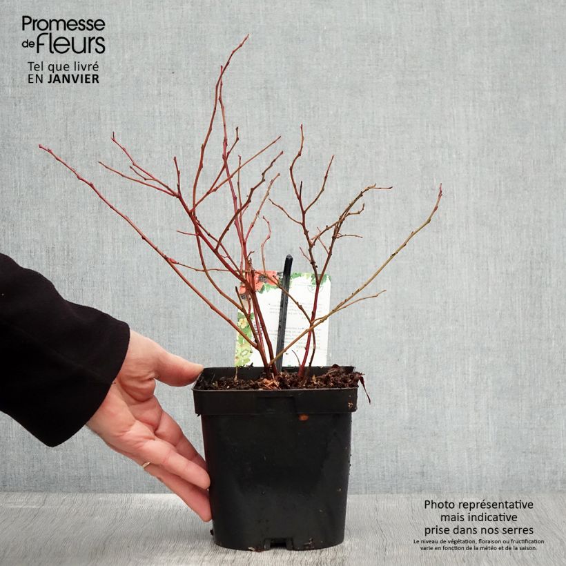 Mirtillo gigante americano - Chandler Vaso da 1,5L/2L, A cespuglio esemplare consegnato in inverno