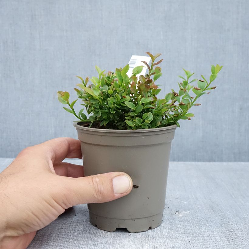 Esemplare di Vaccinium myrtillus - Mirtillo nero Vaso da Ø 12 cm / 13 cm, A cespuglio come consegnato in autunno