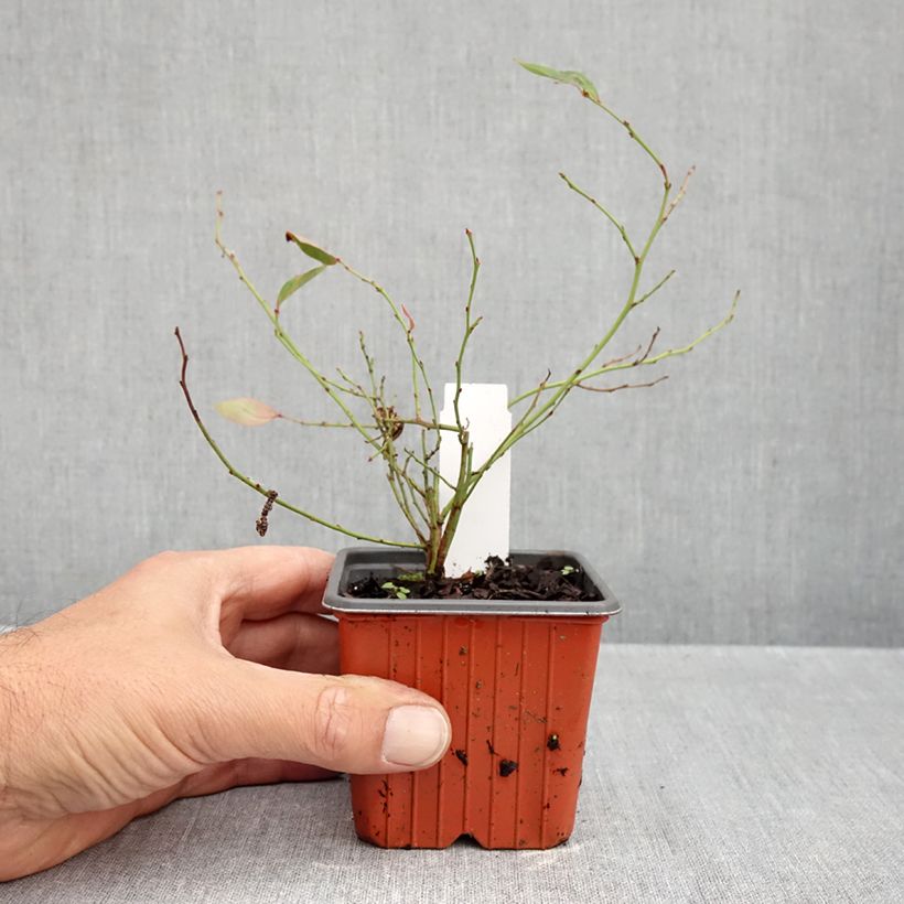 Esemplare di Mirtillo gigante americano - Elliott Vasetto da 8/9 cm, A cespuglio come consegnato in autunno