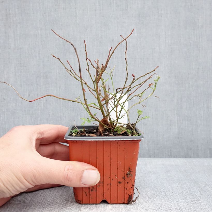 Mirtillo gigante americano - Elliott Vasetto da 8/9 cm, A cespuglio esemplare consegnato in inverno