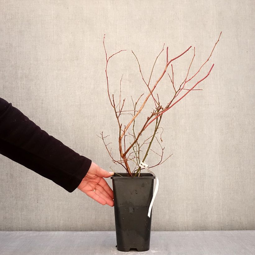 Mirtillo gigante americano - Elliott Vaso da 2L/3L, Multifusto esemplare consegnato in inverno