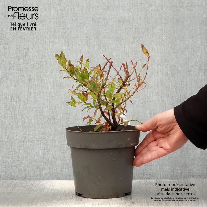 Vaccinium cylindraceum Goutte Bleuef 'Blautropf' - Mirtillo Vaso da 1,5L/2L, Multifusto esemplare consegnato in inverno