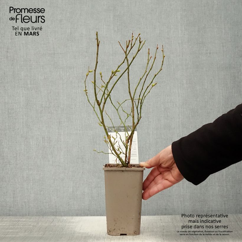 Mirtillo gigante americano - Hortblue Poppins Vaso da 1,5L/2L, A cespuglio esemplare consegnato in primavera