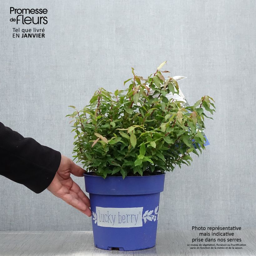 Mirtillo gigante americano - Lucky Berry Vaso da 4L/5L, Multifusto esemplare consegnato in inverno