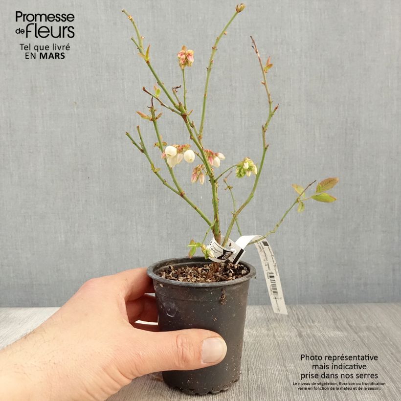 Mirtillo gigante americano - Patriot Vasetto da 8/9 cm esemplare consegnato in primavera