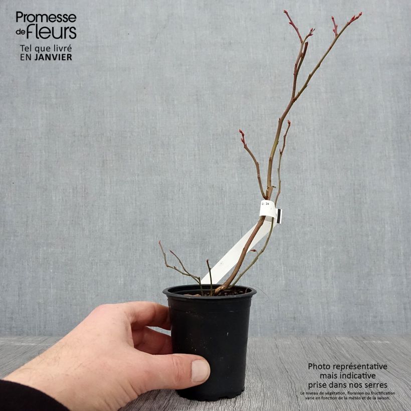 Mirtillo gigante americano - Patriot Vasetto da 8/9 cm esemplare consegnato in inverno