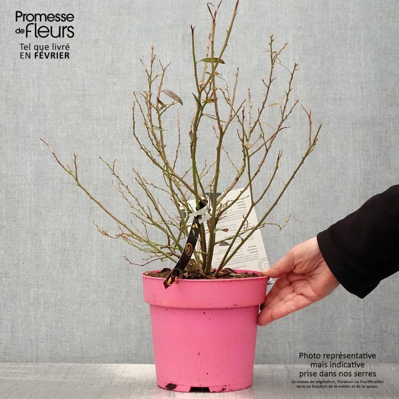 Mirtillo gigante americano - Pink Berry Vaso da 2L/3L, Multifusto esemplare consegnato in inverno