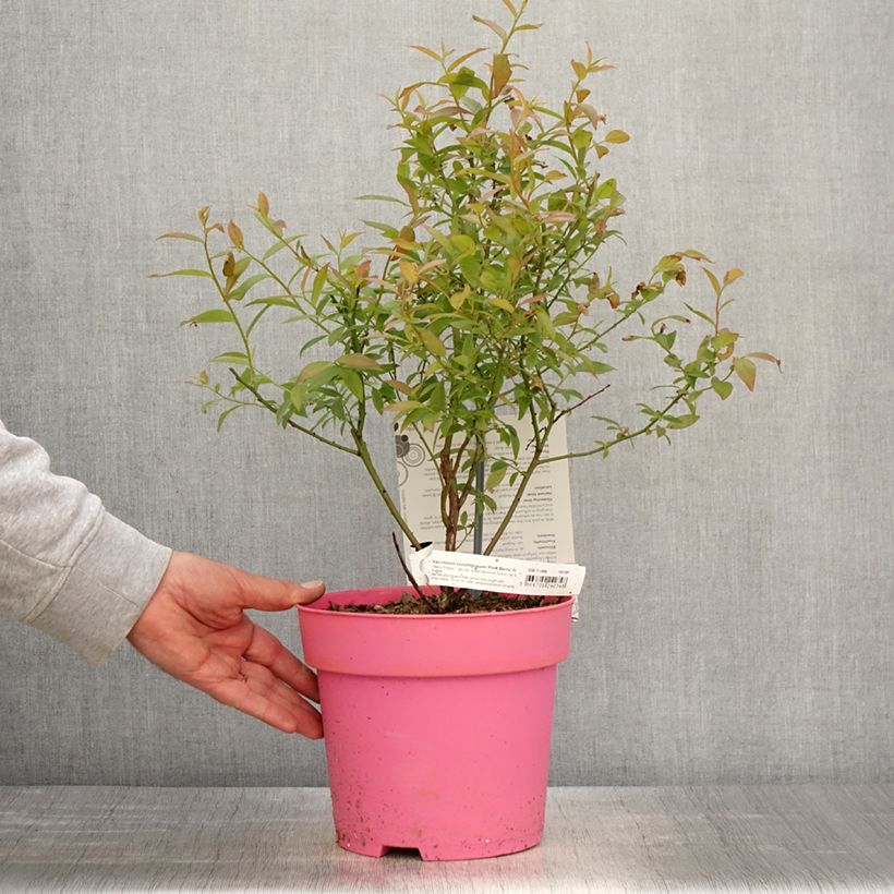 Mirtillo gigante americano - Pink Berry Vaso da 2L/3L, Multifusto esemplare consegnato in primavera