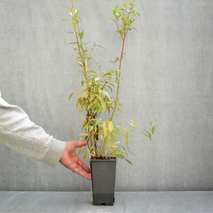 Esemplare di Mirtillo gigante americano - Pink Berry Vaso da 2L/3L, Multifusto come consegnato in autunno