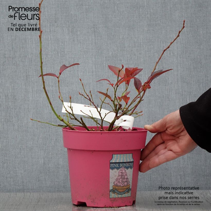 Esemplare di Mirtillo gigante americano - Pink Bonbons Vaso da 2L/3L come consegnato in autunno