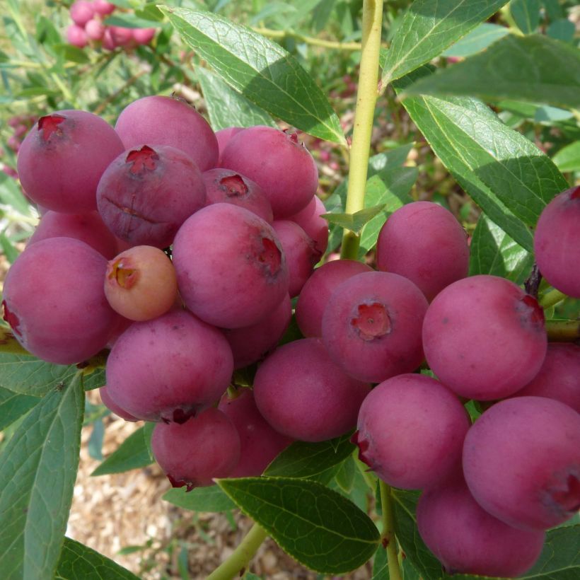 Vaccinium x ashei Pink Lemonade - Mirtillo rosa (Raccolta)