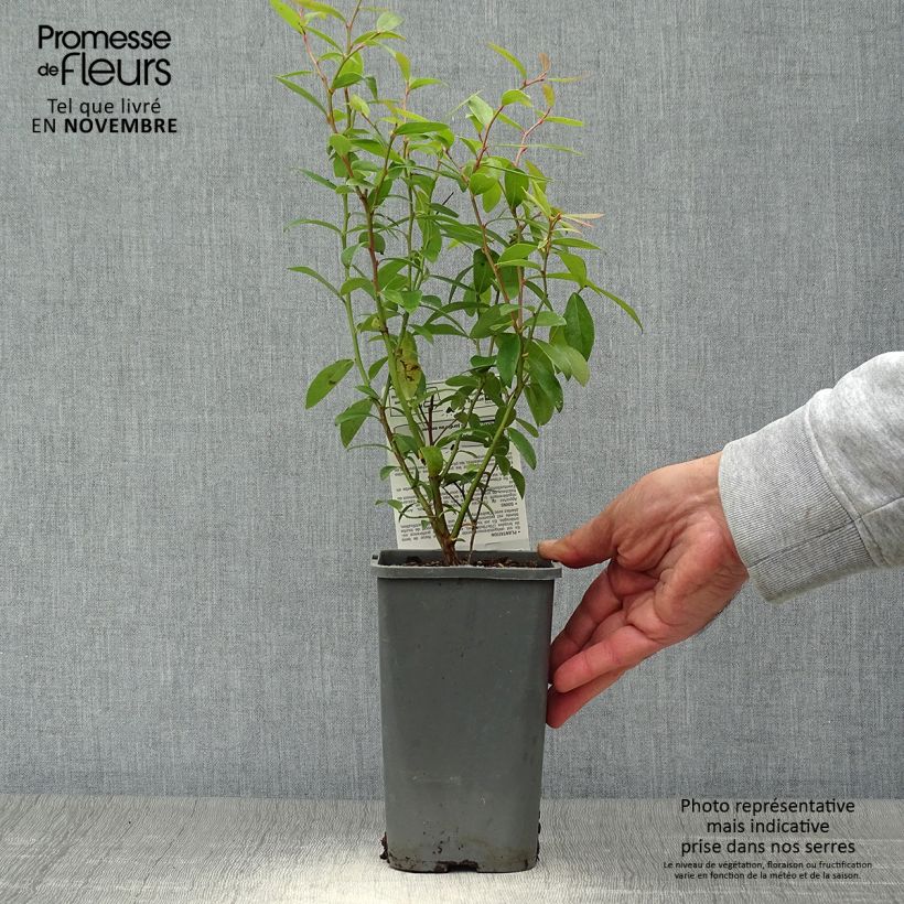 Esemplare di Vaccinium x ashei Pink Lemonade Bio - Mirtillo rosa Vaso da 1,5L/2L, A cespuglio come consegnato in autunno