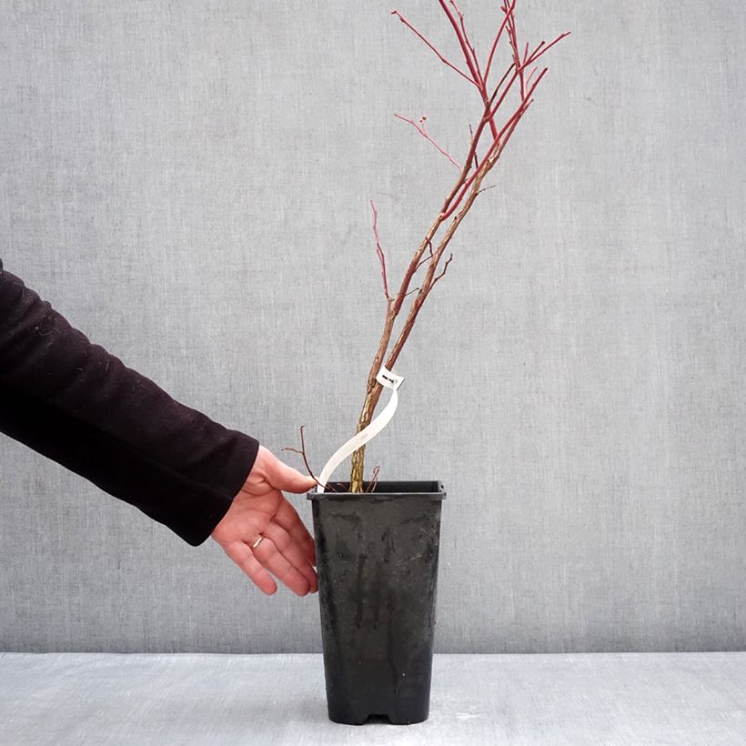 Mirtillo gigante americano - Sunshine Blue Vaso da 2L/3L, A cespuglio esemplare consegnato in inverno