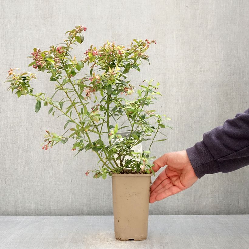 Mirtillo gigante americano - Sunshine Blue Vaso da 2L/3L, A cespuglio esemplare consegnato in primavera