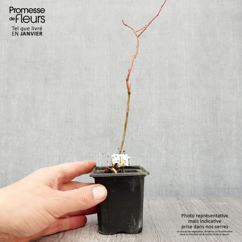 Mirtillo gigante americano - Yello!Berryblue 'Andval1601' Vasetto da 8/9 cm, A cespuglio esemplare consegnato in inverno