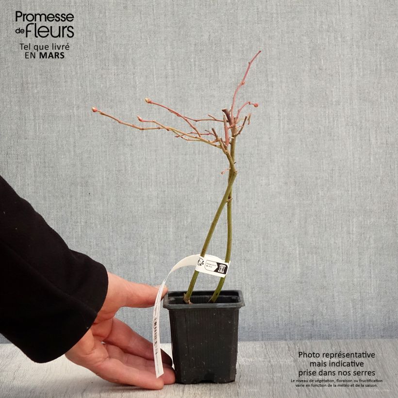 Mirtillo gigante americano - Yello!Berryblue 'Andval1601' Vasetto da 8/9 cm, A cespuglio esemplare consegnato in primavera