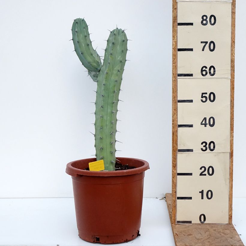 Esemplare di Myrtillocactus geometrizans Vaso da 12L/15L come consegnato in autunno