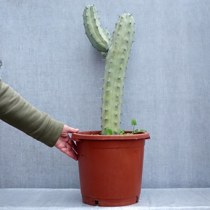 Myrtillocactus geometrizans Vaso da 12L/15L esemplare consegnato in inverno