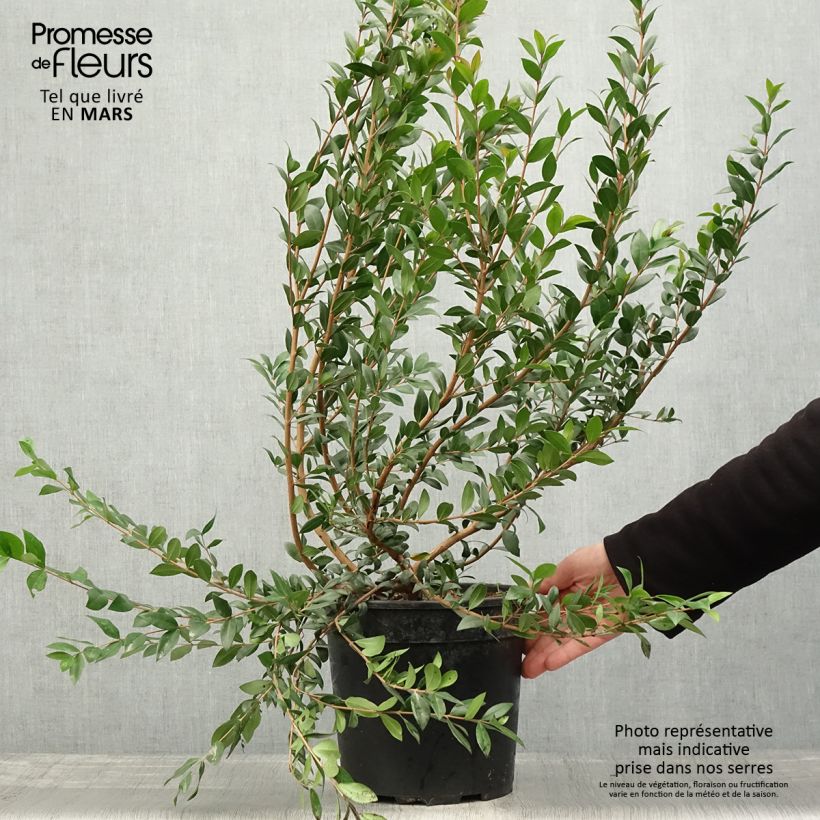 Myrtus communis - Mirto Vaso da 7,5L/10L esemplare consegnato in primavera