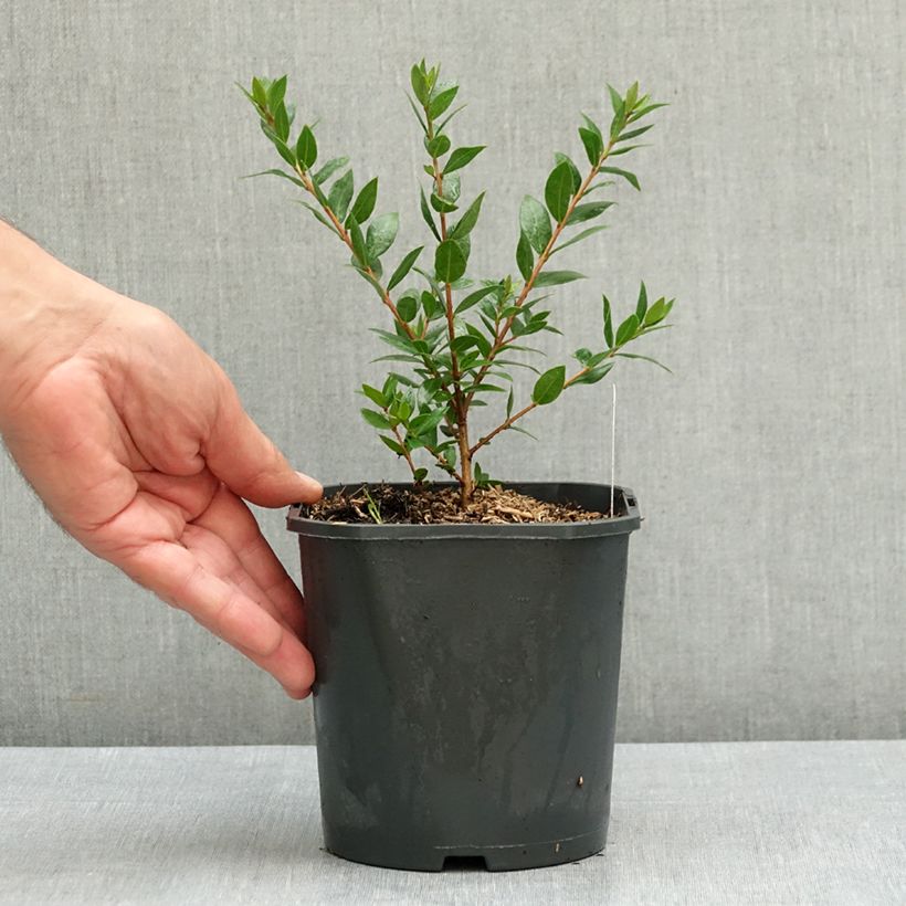 Esemplare di Myrtus communis - Mirto Vaso da 2L/3L consegnato in estate