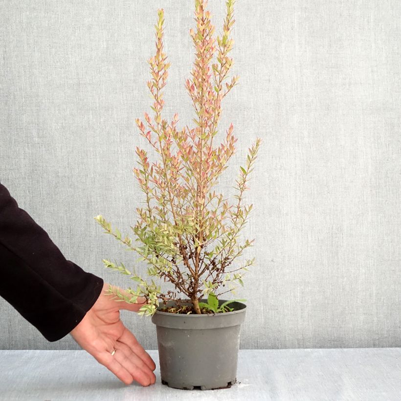 Esemplare di Myrtus communis Variegata - Mirto Vaso da 1,5L/2L come consegnato in autunno