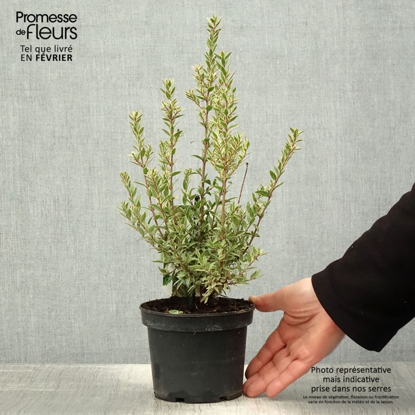 Myrtus communis Variegata - Mirto Vaso da 1,5L/2L esemplare consegnato in inverno