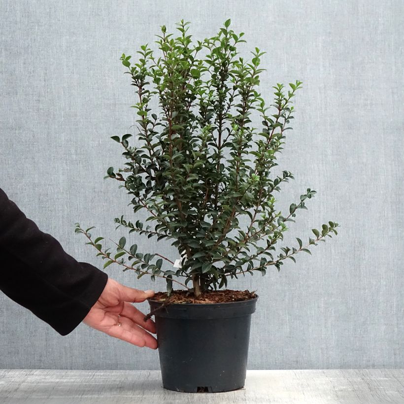 Myrtus luma Vaso da 3L/4L esemplare consegnato in primavera