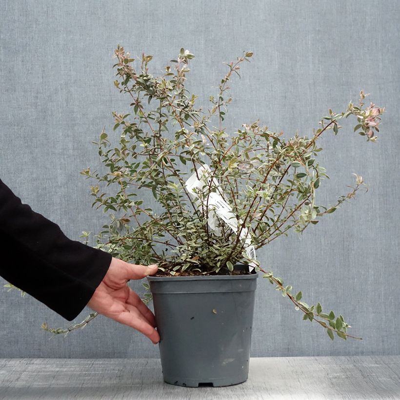 Myrtus ugni Flambeau Vaso da 3L/4L esemplare consegnato in primavera