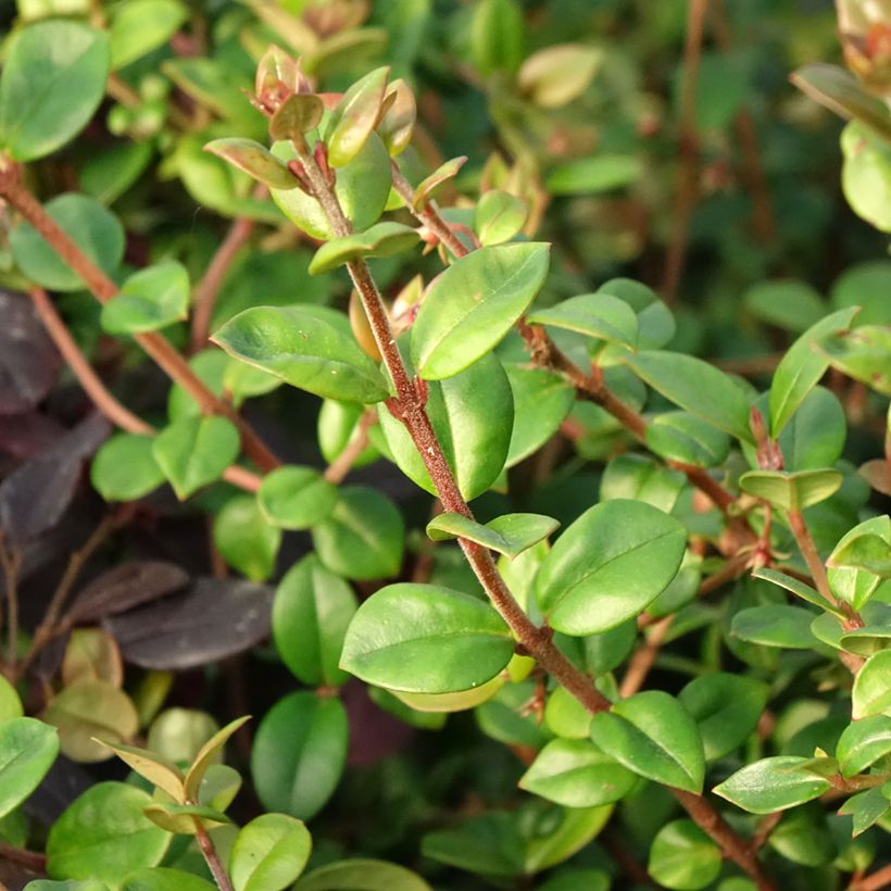 Myrtus ugni Elite (Fogliame)