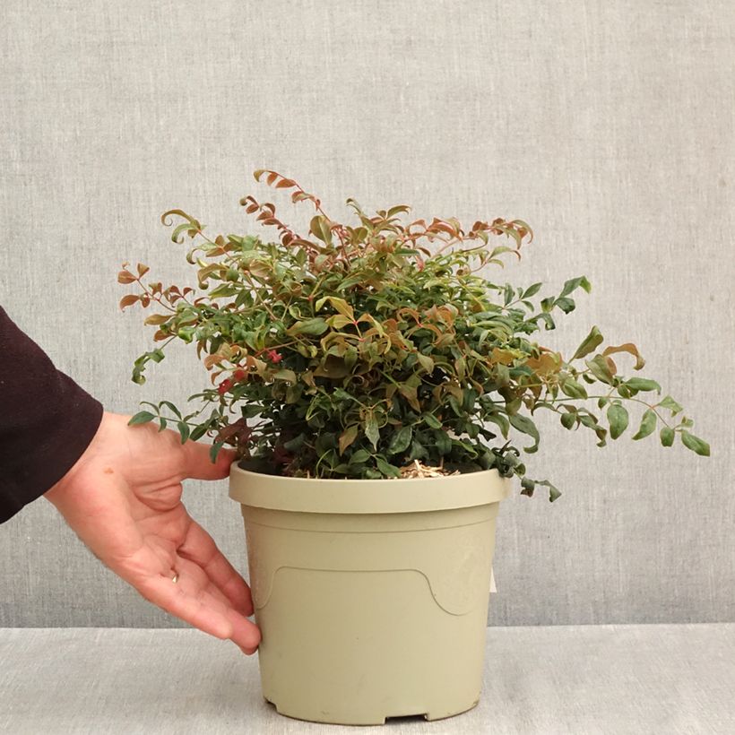 Esemplare di Nandina domestica Curly Obsessed Vaso da 3L/4L come consegnato in autunno