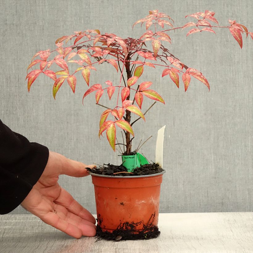 Esemplare di Nandina domestica FLIRT Murasaki Vaso da Ø 12 cm / 13 cm come consegnato in autunno