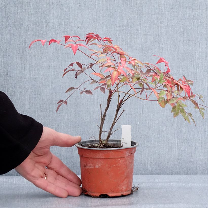 Nandina domestica FLIRT Murasaki Vaso da Ø 12 cm / 13 cm esemplare consegnato in inverno