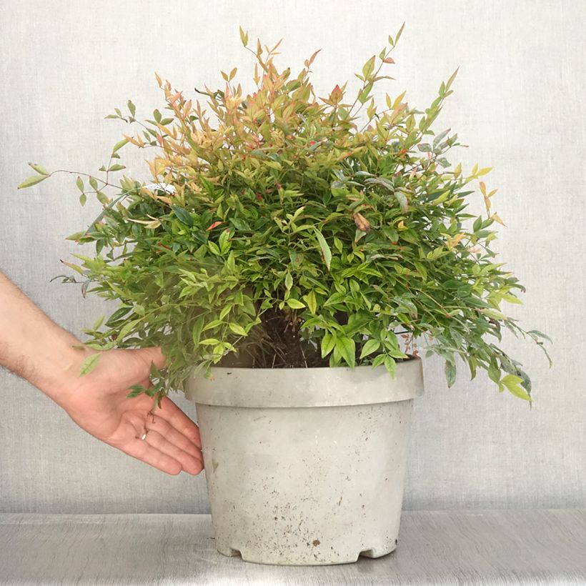 Esemplare di Nandina domestica Gulf Stream Vaso da 7,5L/10L come consegnato in autunno